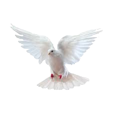 colombe